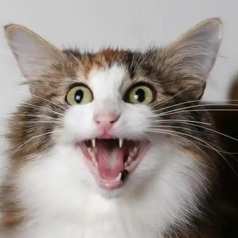 Ảnh meme mèo cười bùng nổ niềm vui qua bộ ảnh nghệ thuật