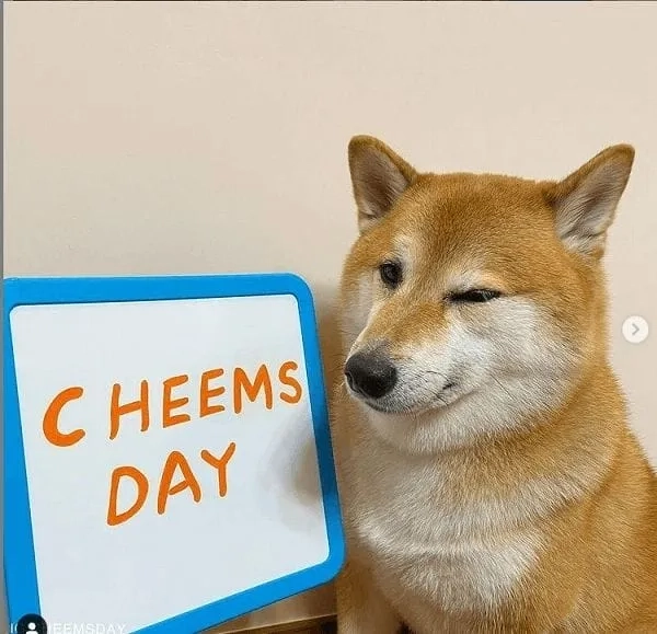 Cheems meme bùng nổ hài hước qua bộ ảnh nghệ thuật mới