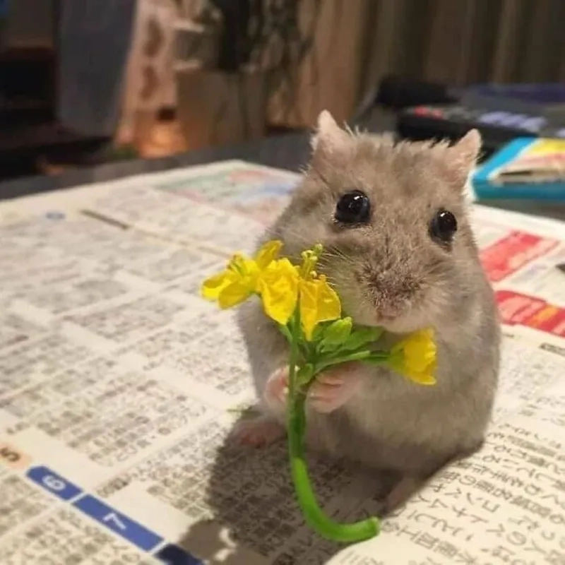 Cười chảy nước mắt với loạt meme chuột hamster hài bá đạo