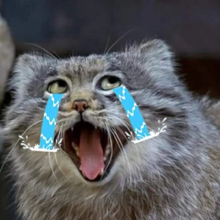 Meme mèo khóc bùng nổ cảm xúc qua bộ ảnh nghệ thuật mới