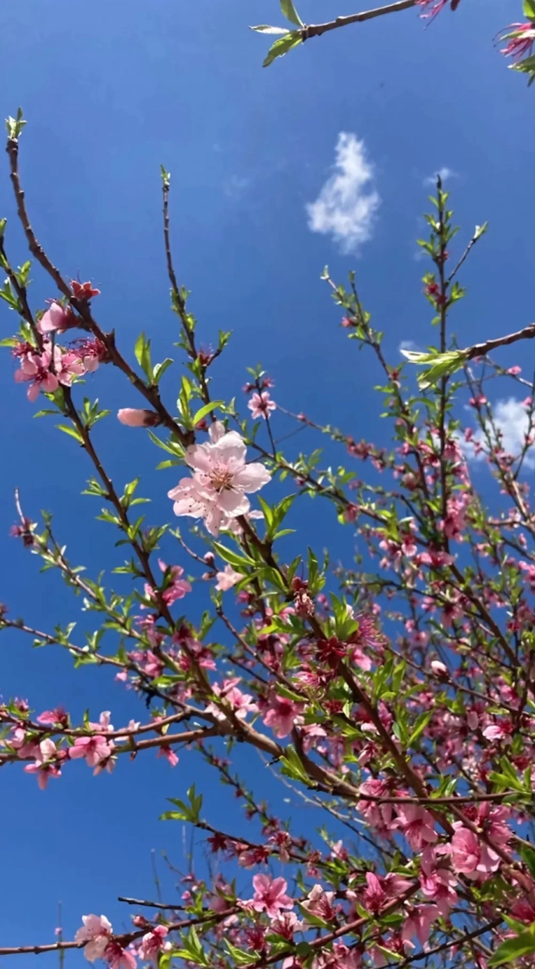 Hình Nền Hoa Anh Đào Anime: Khám Phá Thế Giới Mộng Mơ