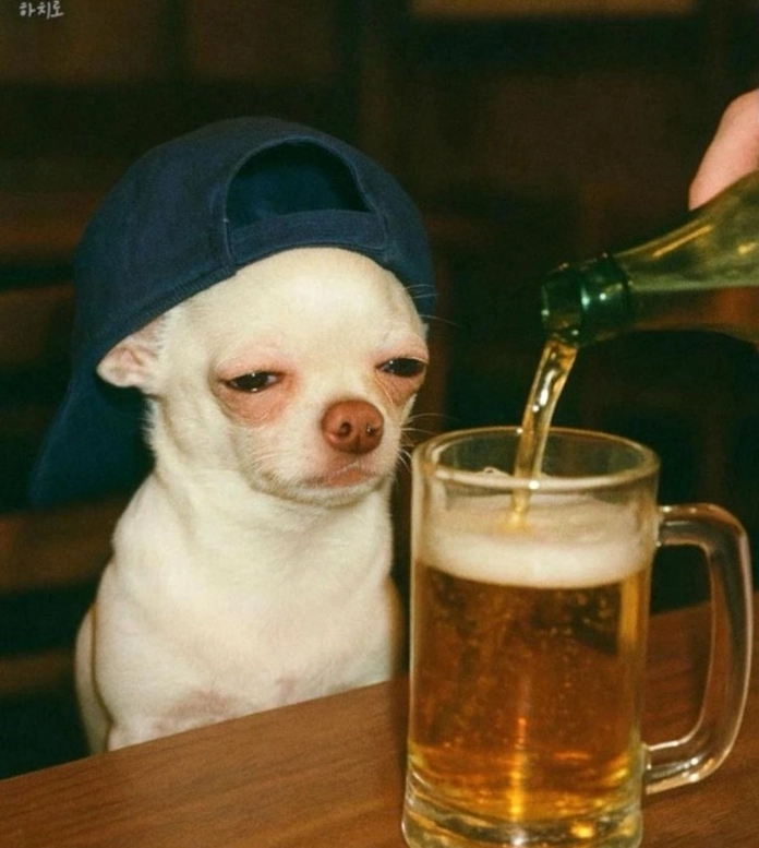 Thế giới Meme Chó Mèo: Khoảnh khắc hài hước và đáng yêu