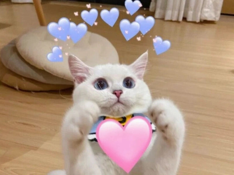 Tổng hợp 999+ meme tình yêu dễ thương, cute nhất 2026