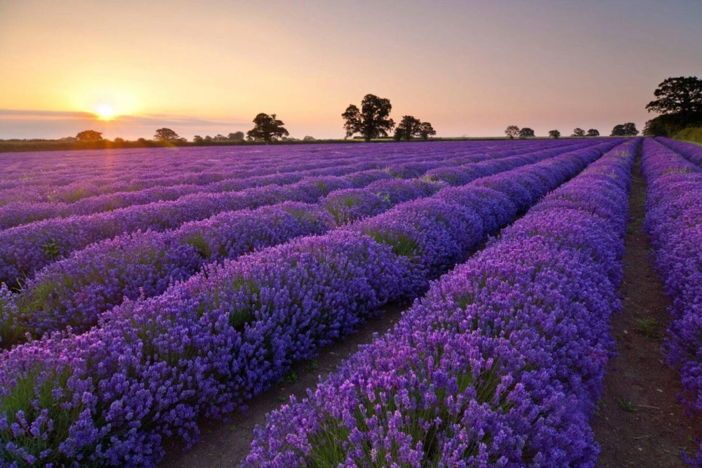 Vườn hoa lavender đà lạt mang sắc tím mộng mơ quyến rũ