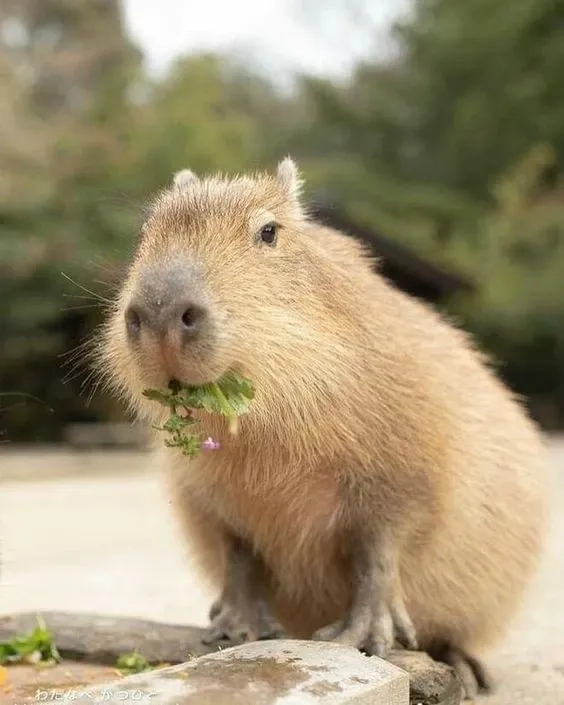 Meme capybara hồng siêu dễ thương và cực kỳ gây cười
