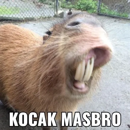 Ảnh meme capybara cực kỳ dễ thương khiến bạn phải yêu thích