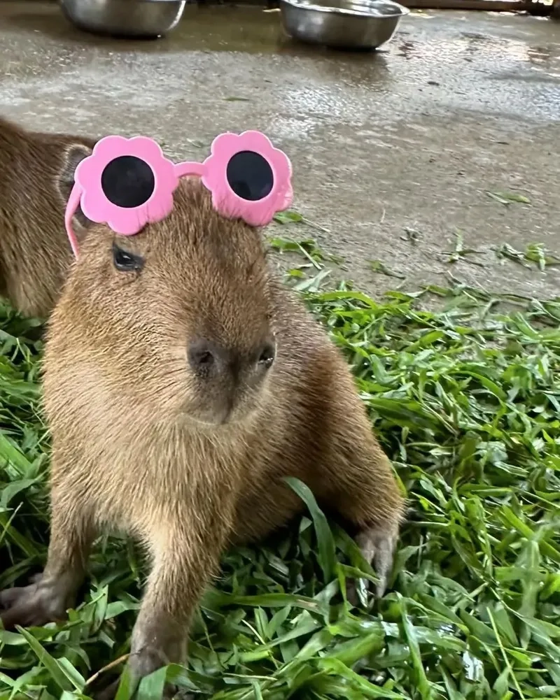 Tải ngay capybara wallpaper 4k meme siêu nét siêu cute