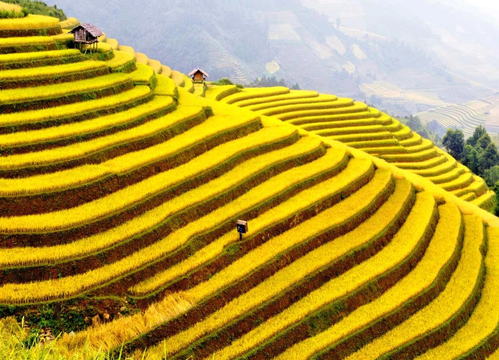 Lạc bước giữa mùa lúa chín ở Hoàng Su Phì thơ mộng