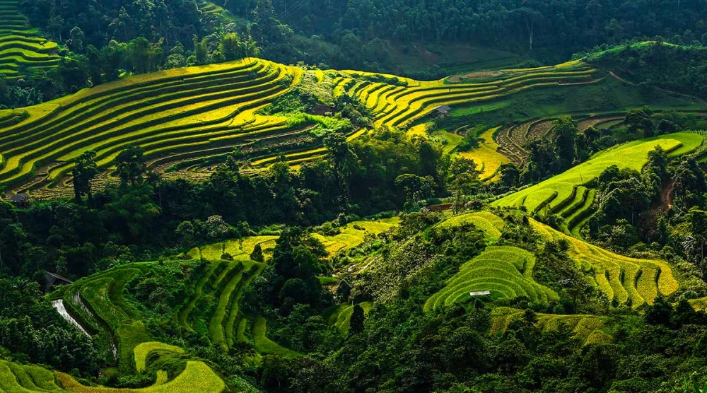 Ngất ngây mùa lúa Hoàng Su Phì quyến rũ