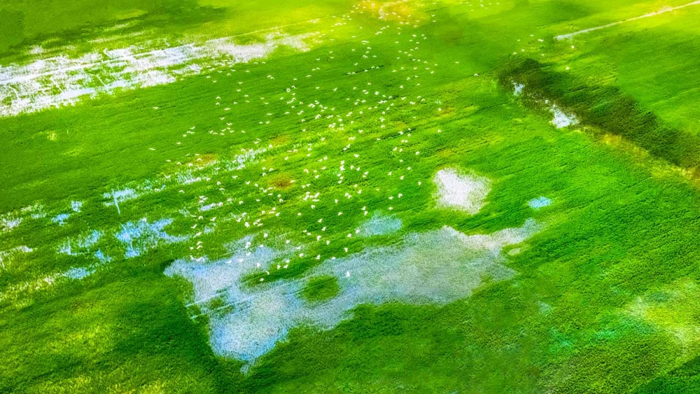 Khám phá khám phá vườn quốc gia tràm chim diệu kỳ