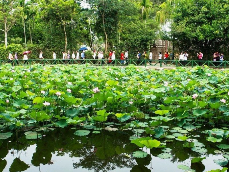 Cảm nhận vẻ đẹp mộc mạc làng sen nghệ an quê hương