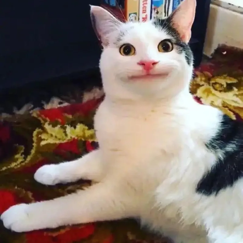 Bựa meme mèo cười với độ lầy lội khiến bạn 