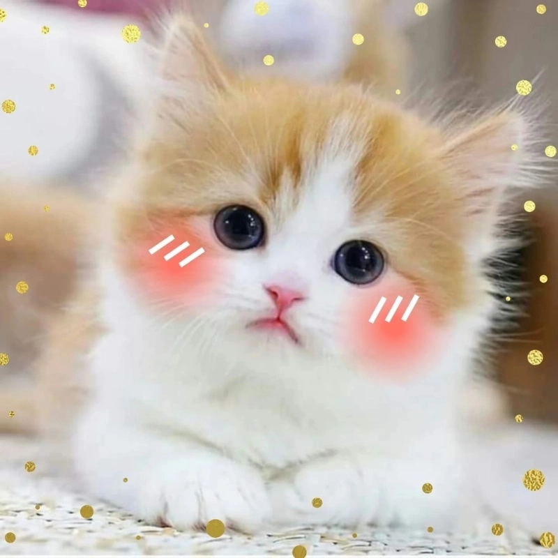 Cười xỉu với mèo meme hài bựa đang khuấy đảo mạng xã hội
