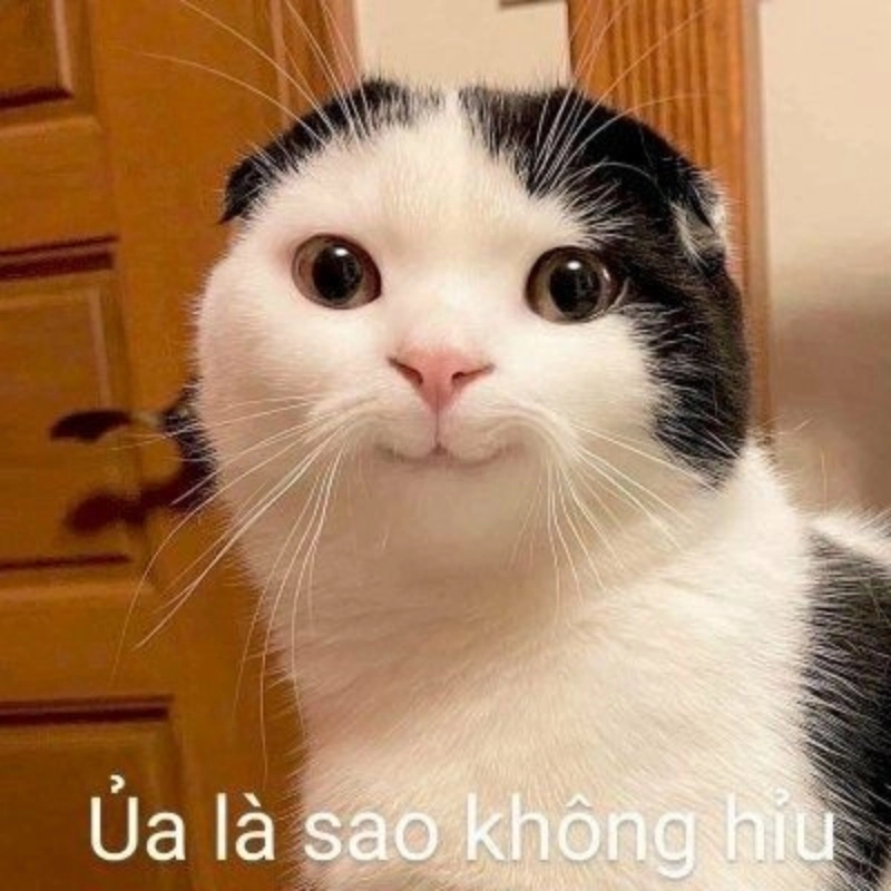 Đốn tim với meme ảnh mèo bựa cute vừa hài vừa cưng