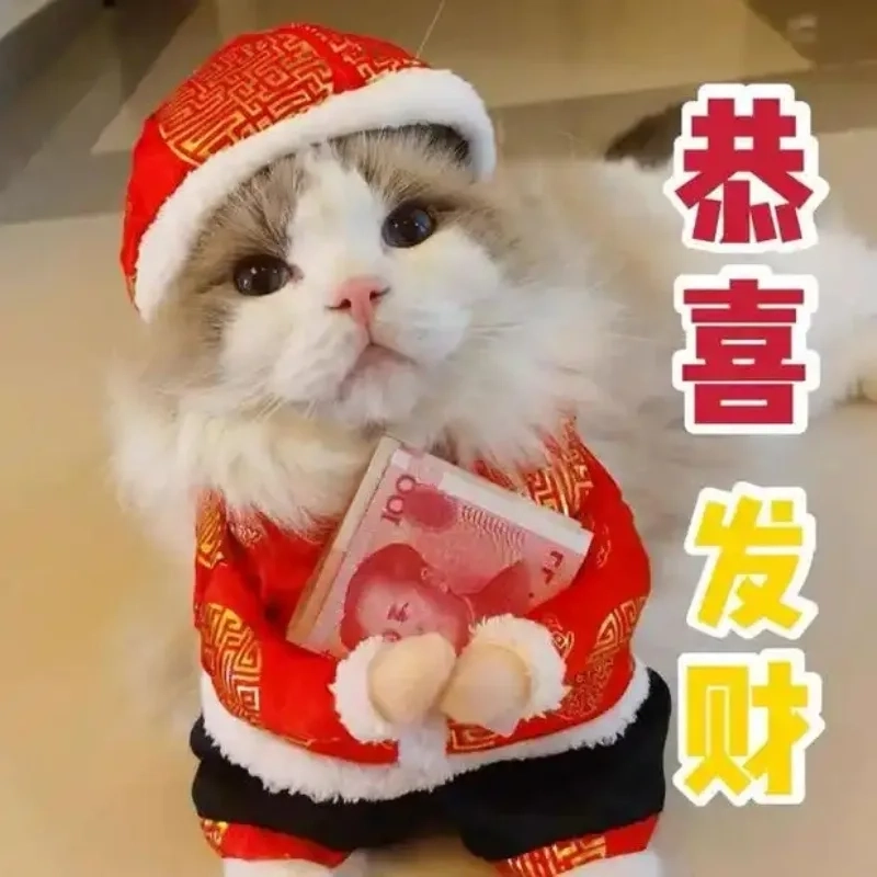 Giải trí tết với loạt meme mèo đánh bài tết bá đạo