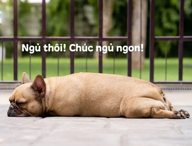 Thách bé ngủ ngon meme đáng yêu để gửi lời chúc ngủ ngon