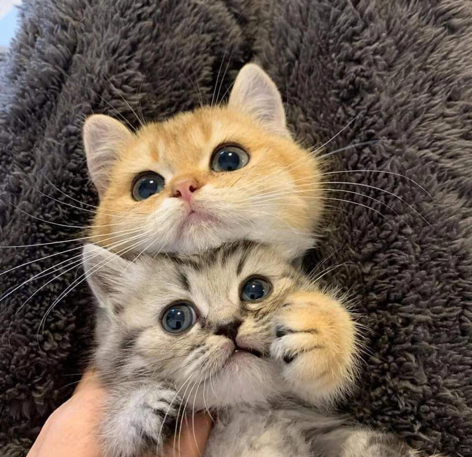 Hài hước khó đỡ với meme mèo ôm tiền, dành cho dân cày cuốc