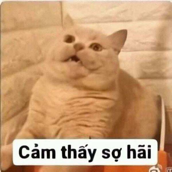 Meme bạn sợ à chất chơi dành cho màn đối đáp căng thẳng