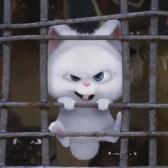 Thỏ Snowball cute chinh phục trái tim hội yêu động vật