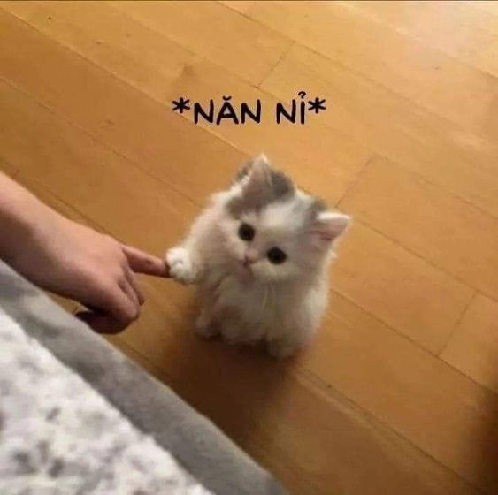 Quỳ xuống xin lỗi meme drama không thể thiếu nét hài