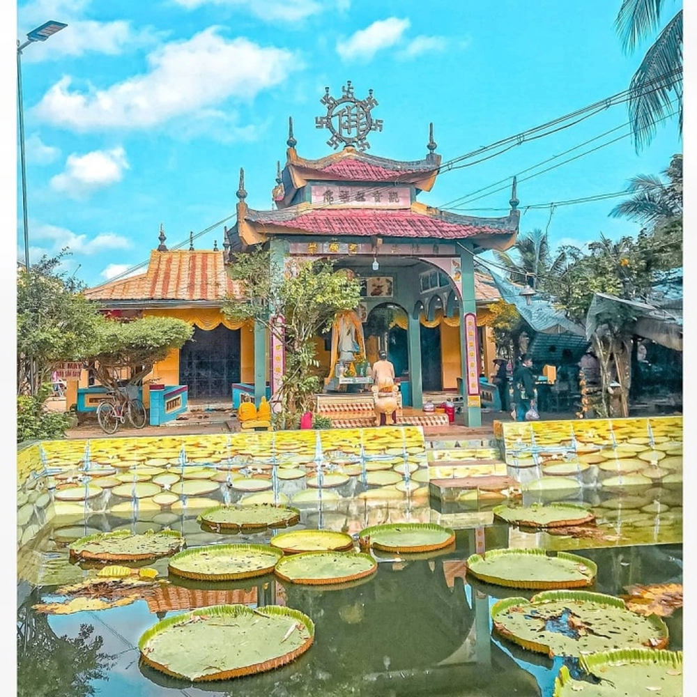 Rùa ở chùa Lá Sen, sống cùng không gian thanh tịnh