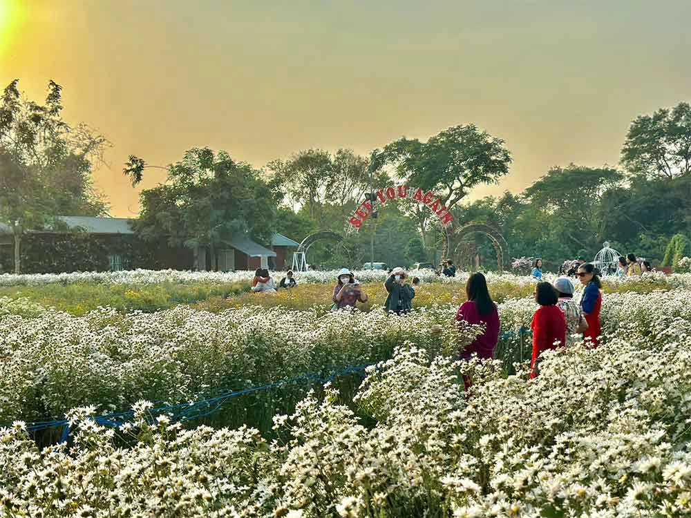 Check in cùng hoa bãi đá sông hồng rực rỡ bốn mùa