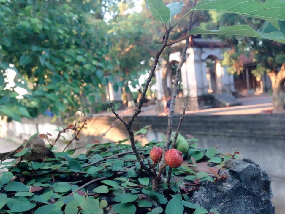Văn khấn đền chử đồng tử tiên dung được nhiều người sử dụng dịp lễ