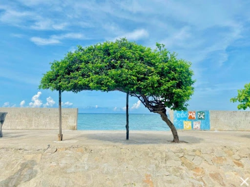 Cây cô đơn đảo phú quý sống ảo triệu like