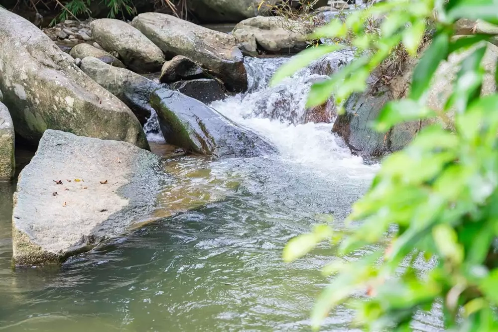 Đến vuon quoc gia tam dao để hòa mình vào thiên nhiên xanh tươi