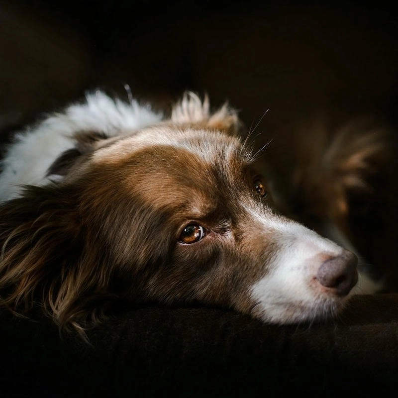 Avatar con chó trung thành ngộ nghĩnh cuốn hút