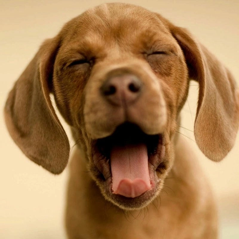 Avatar chó vô tri cute ngố tàu dễ thương