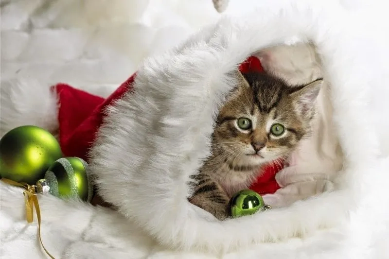 Avatar noel cute mang cảm giác ấm áp vui vẻ