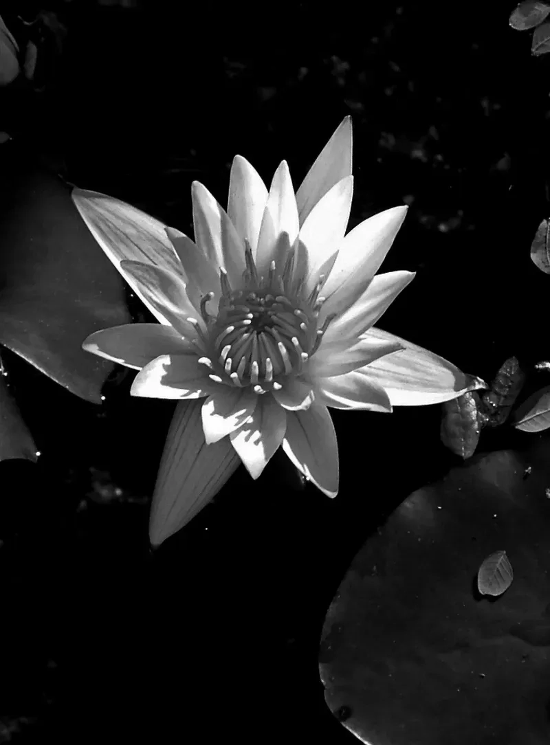 Avatar hoa sen trắng biểu tượng sự thuần khiết