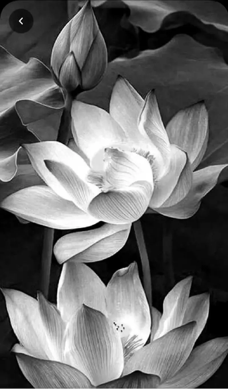 Avatar hoa sen mang ý nghĩa thanh tịnh sâu sắc