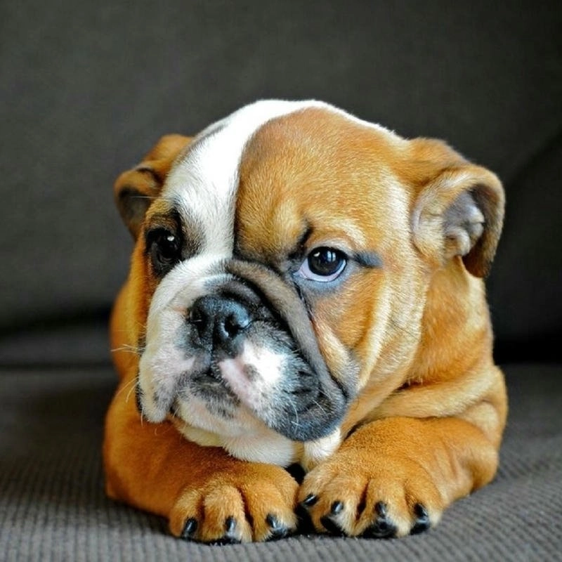 Ảnh đọng vật cute phù hợp cho mọi lứa tuổi