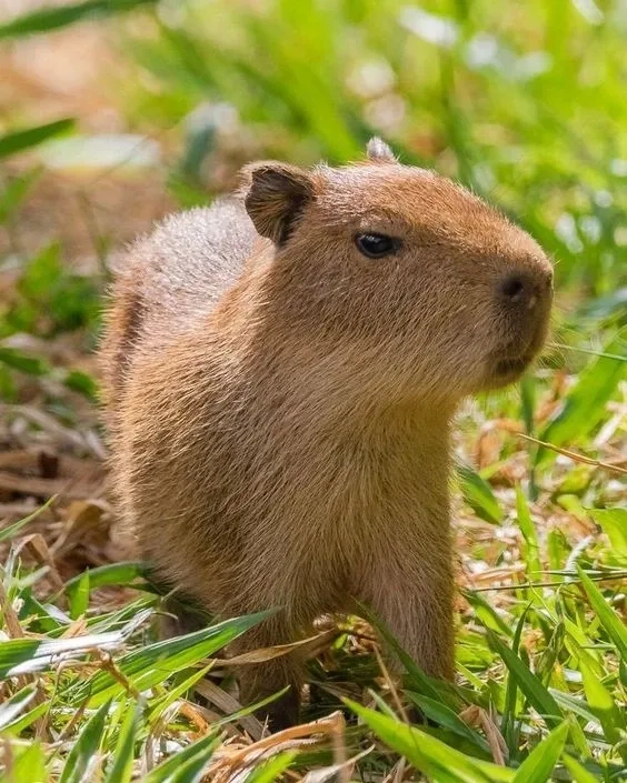 Capybara cute meme chill dễ thương cười đau bụng