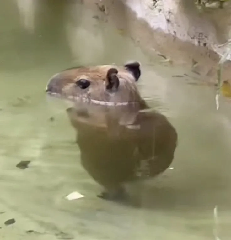 Meme capybara hồng dễ thương hồng phấn bá cháy