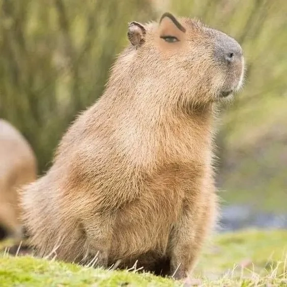 Hình capybara meme chill hài hước cười lăn