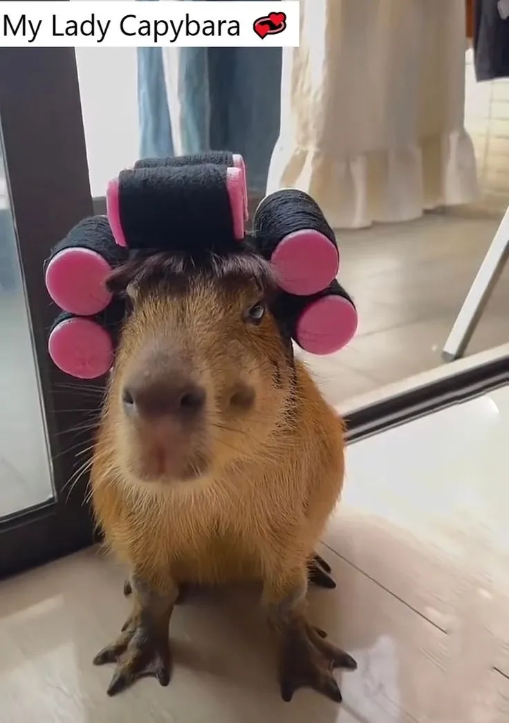 Ảnh capybara meme cute ngố tàu siêu đáng yêu