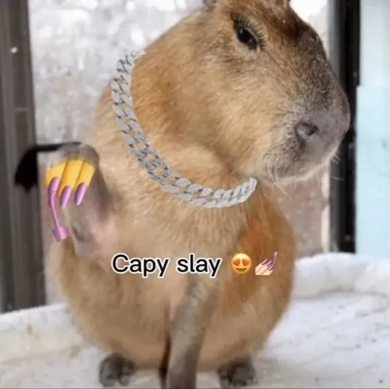 Capybara hồng meme dễ thương hồng phấn troll
