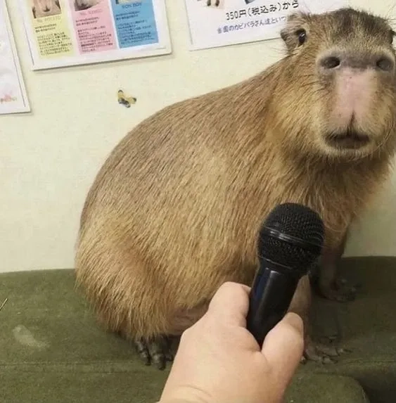 Hình nền capybara meme chill thư giãn cười ngất