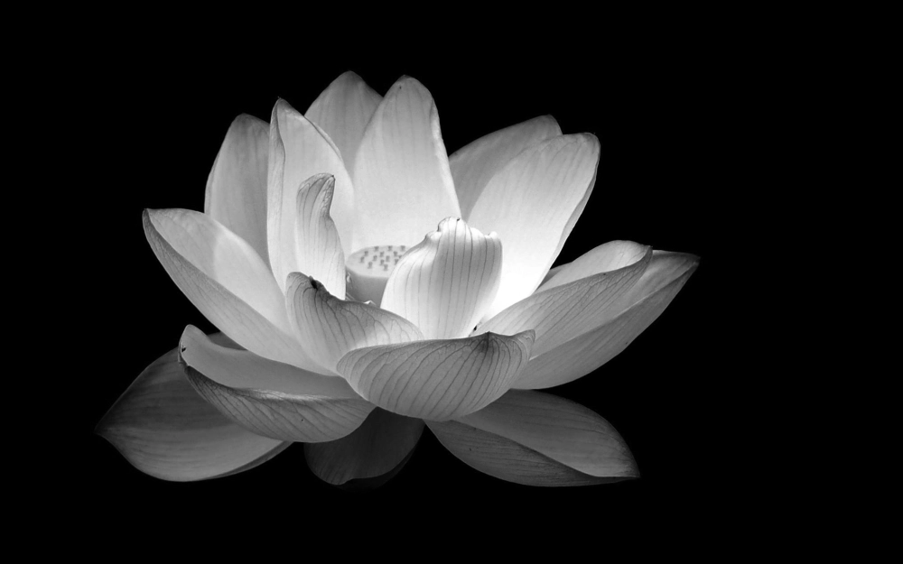 Avatar hoa sen đẹp nhẹ nhàng và ý nghĩa