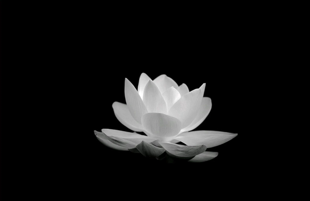 Ảnh avatar hoa sen mang vẻ đẹp tĩnh lặng