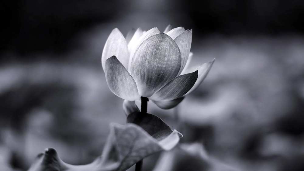 Hoa sen avatar biểu trưng cho sự thanh cao