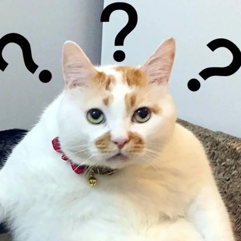 Không thể bỏ lỡ really meme hot đang được săn lùng