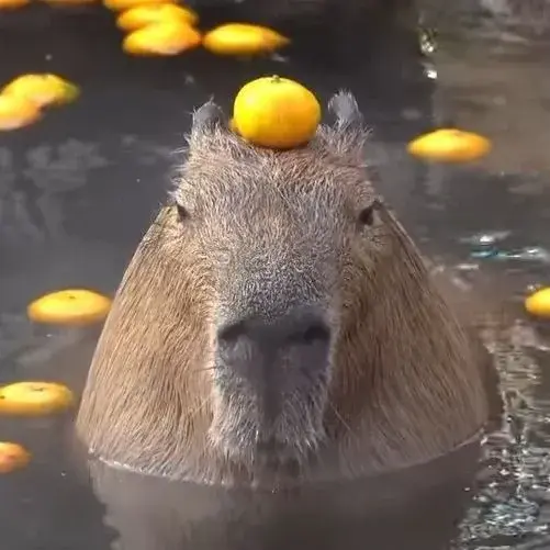 Capybara meme bùng nổ đáng yêu qua bộ ảnh nghệ thuật mới