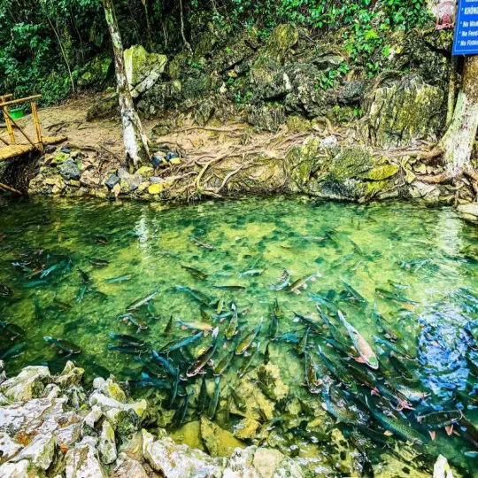 Khám phá bí ẩn Suối Cá Thần ở Cẩm Lương Thanh Hóa