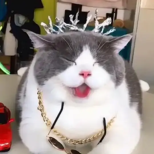 Ảnh chế meme mèo bựa bùng nổ hài hước qua bộ ảnh mới