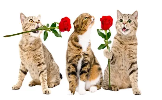 Meme bựa bùng nổ tiếng cười qua bộ sưu tập ảnh nghệ thuật
