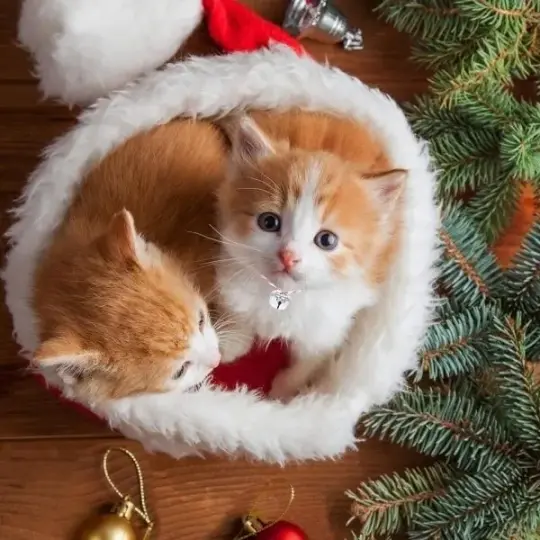 Tải ngay bộ avatar giáng sinh đẹp lung linh cho mùa lễ hội